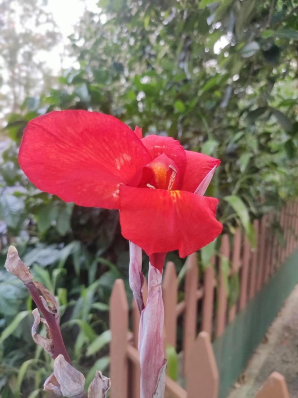 Misty Rain Estate Hotel Madikeri Eksteriør billede