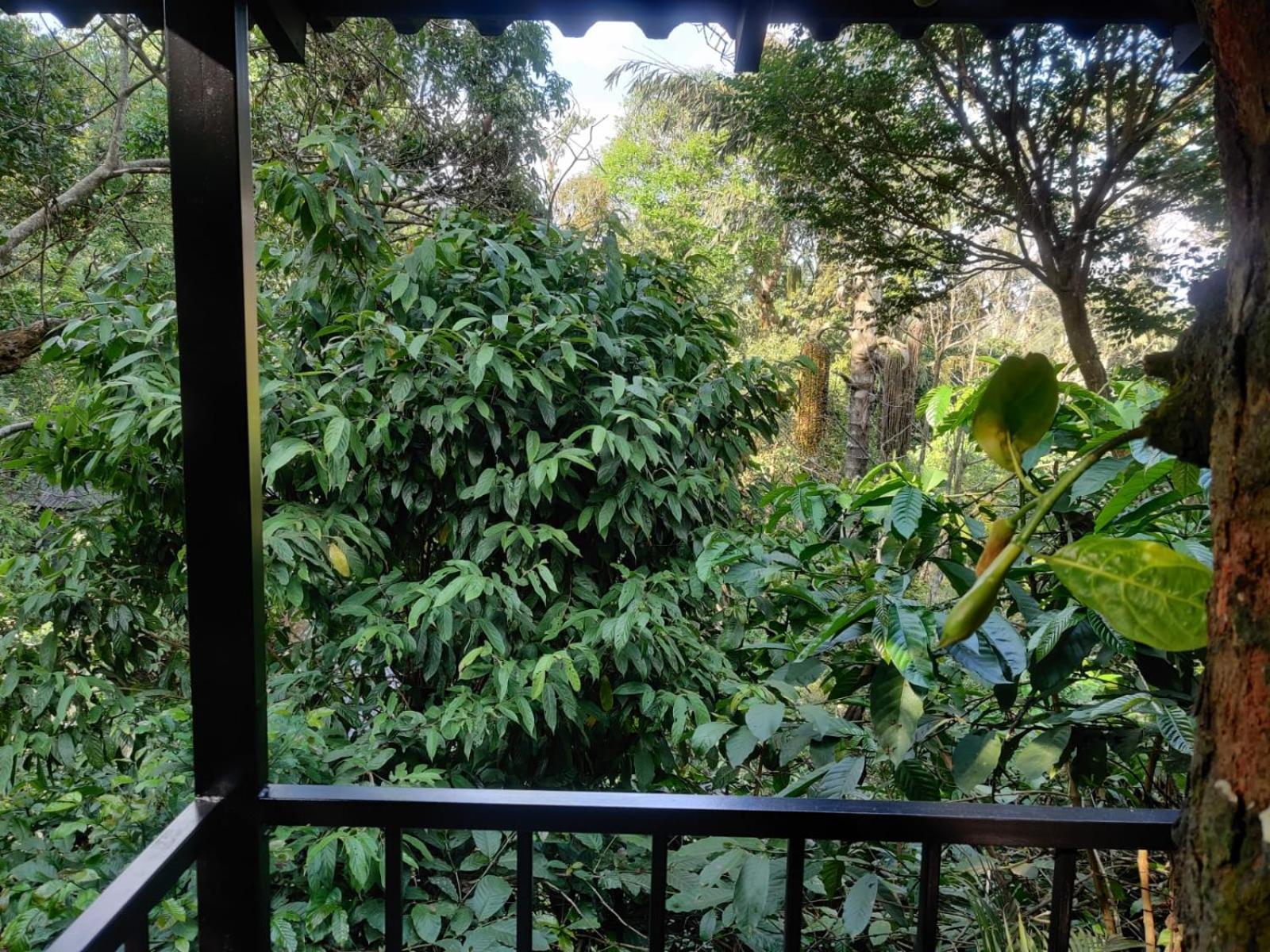 Misty Rain Estate Hotel Madikeri Eksteriør billede