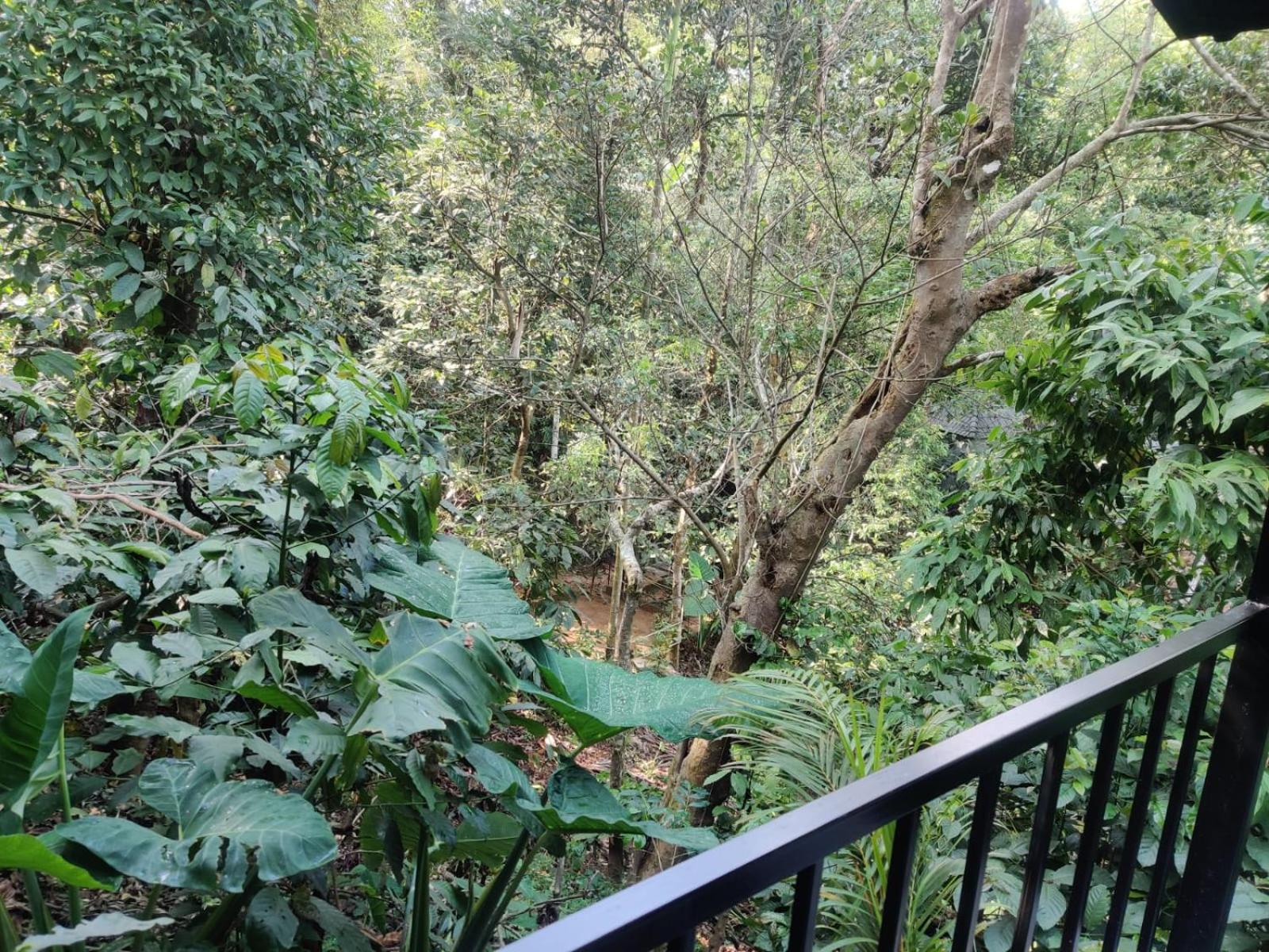 Misty Rain Estate Hotel Madikeri Eksteriør billede